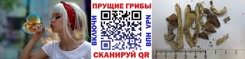 Купить где  Прохладный  Псилоцибиновые грибы ЛСД 